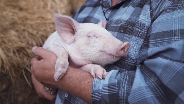 Farmer holding baby pig. Young pink piglet on hands. Pig farm worker. Cute piglet portrait.