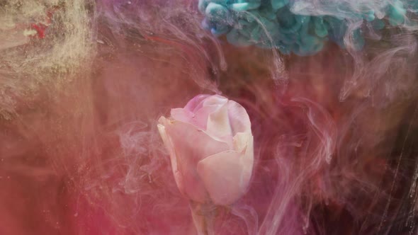 White rose and blue paint alt