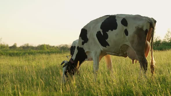 A Black and White Cow with Horns on the Green Grass Grazes in a Meadow and Chews the Grass