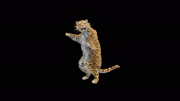 80 Leopard Jumping Down 4K