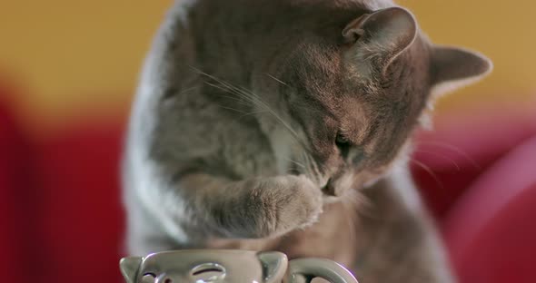 Cute Grey Cat Puts Its Paw Into the Mug and Then Licks the Water From the Fur. Closeup Shot