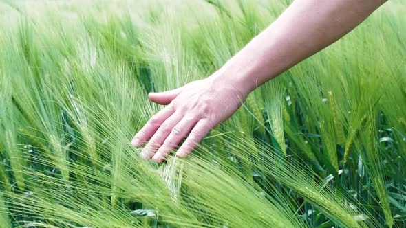 Man's Hand Touches Green Wheat Ears in Summer Field