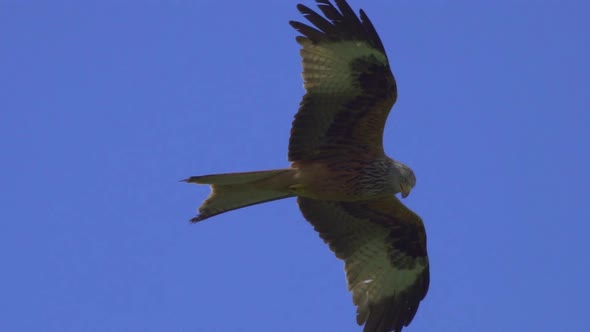 Epic close up track shot of flying red kite in the blue sky, slow motion