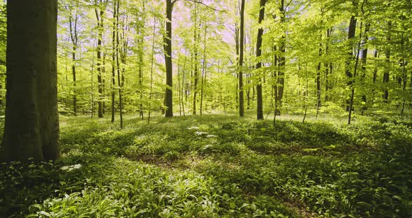 Dolly Shot of Forest Woods on a Sunny Day