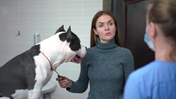 Portrait of Concentrated Caucasian Young Woman with American Staffordshire Terrier Listening