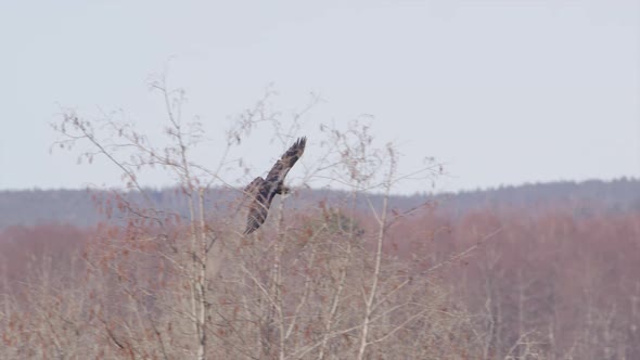 Common raven coming in for a landing in a clearing, Dalarna, Sweden, wide shot