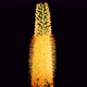 Blooming Yellow Eremurus Flower - VideoHive Item for Sale