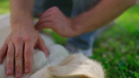 Man Hand Petting Happy Golden Retriever Closeup