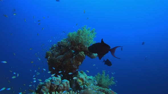 Underwater Colourful Blue-Green Fish