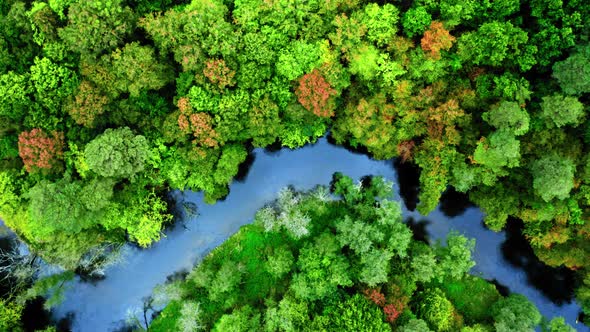 River and autumn forest. Aerial view of wildlife in Poland.