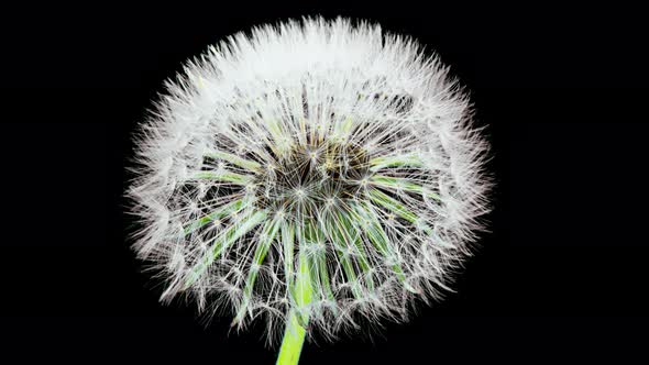 Dandelion Seed Blossom Timelapse on a Black Background. Blossoming White Dandelion. Fluffy Flower