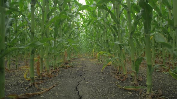 View of a cornfield