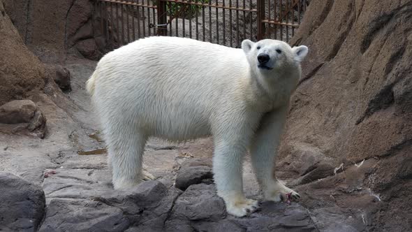 Close up of a captive Polar bear. Handheld