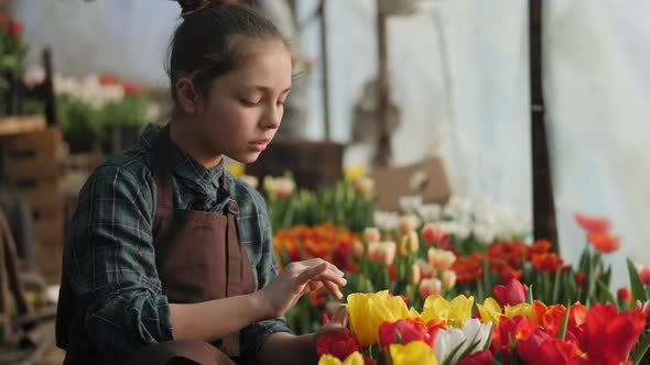 Teen Girl Working in the Greenhouse with Blooming Tulips