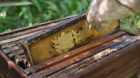 Caucasian male beekeeper in protective clothing inspecting honeycomb frame from a beehive