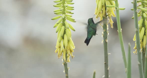 Sapphire hummingbird drinks nectar on the yellow aloe vera flowers - a slow-motion shot