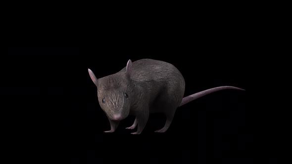 Brown Rat İdle Front Side View alt