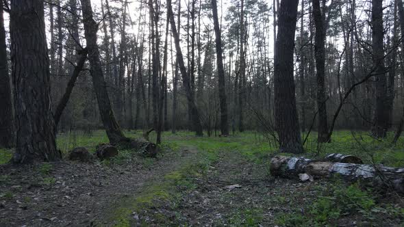 Road in the Forest During the Day Slow Motion