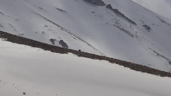 Wild Horse Passing on Snowy Mountain Ridge