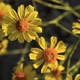 Bright Yellow Brittlebush Flowers - VideoHive Item for Sale