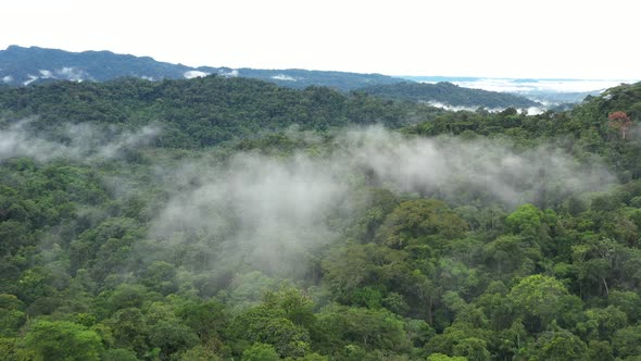 Aerial view flying closely over the tree crown through clouds of a canopy in a tropical cloudforest