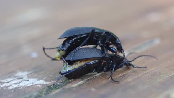 Darkling Beetle Superworm or Zophobas Morio