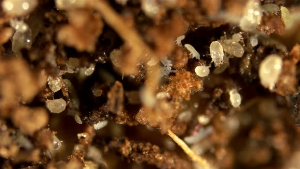 Colony Acari (Mite) Acarus Sp