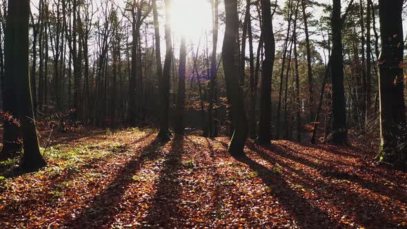 Walk in the Forest. First-Person Aerial view