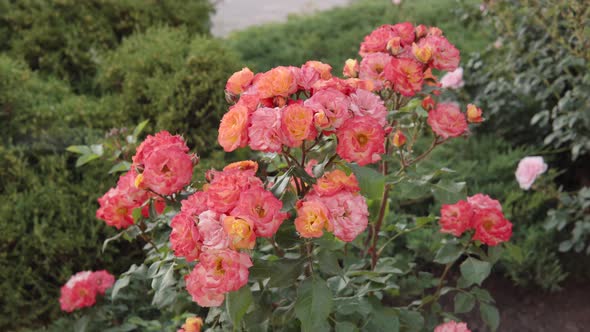 Fresh Pink Roses in the City Park