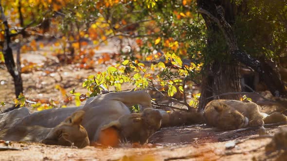 African lion in Kruger National park, South Africa