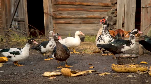 Ducks and Chicken Feeding at the Farm