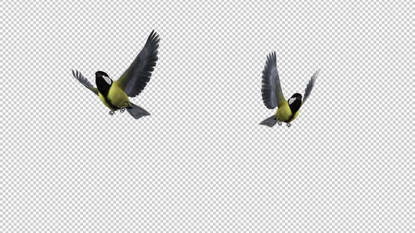 Yellow Titmice - Two Birds - Flying Transition 2 - Alpha Channel alt
