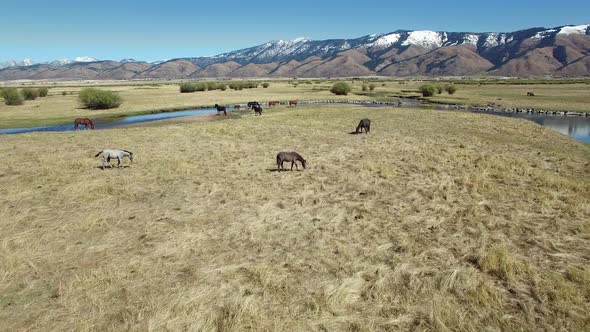 Slow flying drone across river and above horses