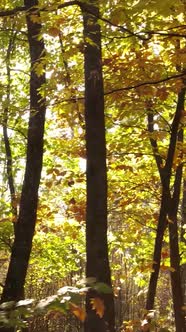 Vertical Video Forest with Trees in the Fall