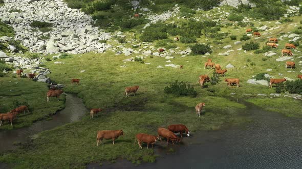 Herd Of Cows On Banderishki Lakes Fish Lake 2