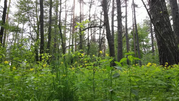 Wild Forest Landscape on a Summer Day