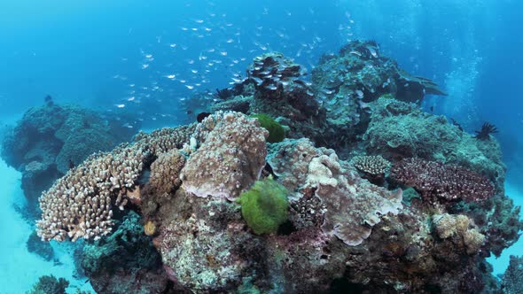 A scuba divers view of a colourful coral formation rising from the ocean floor surrounded by the dee