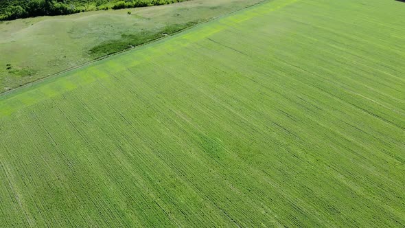 aerial view green field view from above. drone flight over a farmy green field. Uhd