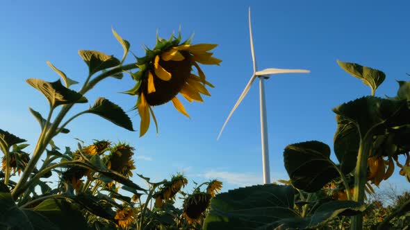 Wind turbines energy converters on yellow sunflowers field on sunset Local eco friendly wind farm