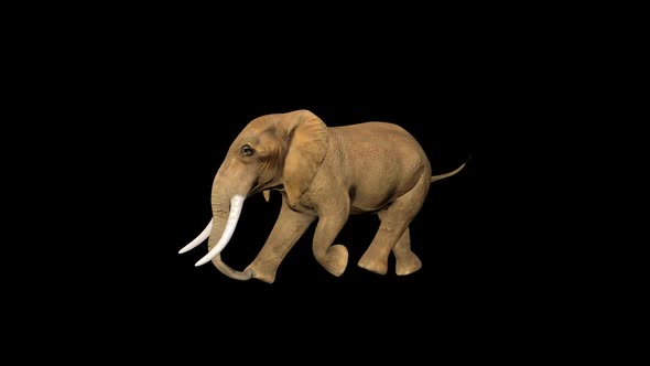 4K Tiny Circus Elephant Fast Walk alt