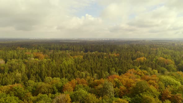 Bird is flying through the camera while the drone is looking up with the view over a beauty autumn c