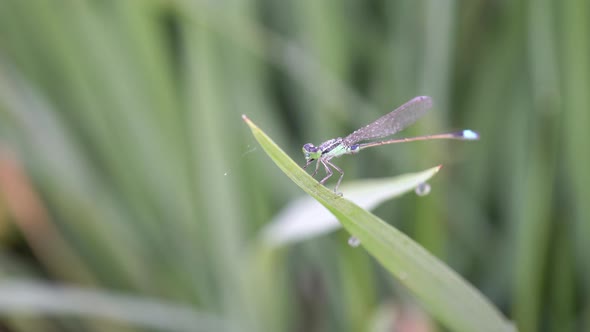 Damselfly at green rice paddy field