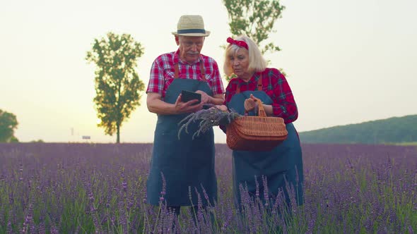 Senior Grandfather Grandmother Farmers Growing Lavender Holding Digital Tablet Examining Harvest