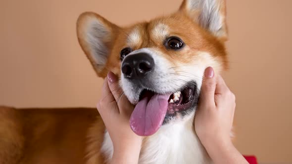 The Owner's Hands Are Crumple the Cheeks of a Welsh Corgi Pembroke Dog