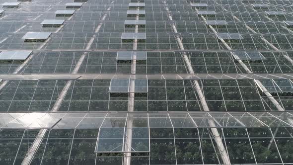 Flying Over Glass Greenhouses Growing Plants in Large Industrial Greenhouses View From a Height