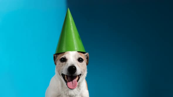 Jack Russell Terrier with Green Party Cone on Blue Background