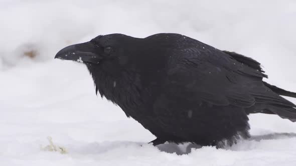 Crow Eating Bread on the Ground