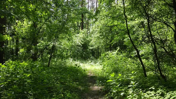 Beautiful Green Forest on a Summer Day Slow Motion