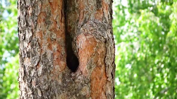 A pair of sparrows viet nest in the hollow of a tree - dragging grass and twigs in the nest