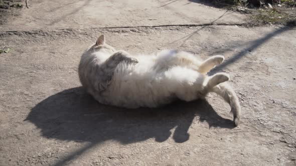 Homeless Gray Cat Rides in the Sun on the Street